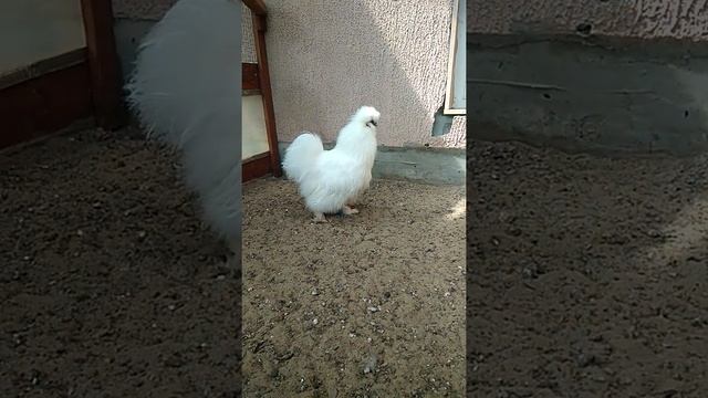 Китайский шелковый петушок вырос красавцем смотреть онлайн