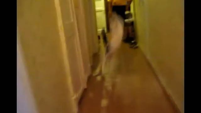 Летающий кот. Мурзик и его "пируэты" смотреть онлайн