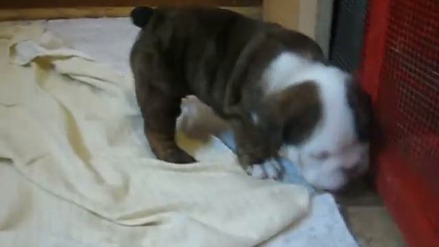 4 week old English bulldog pups trying to walk and play смотреть онлайн
