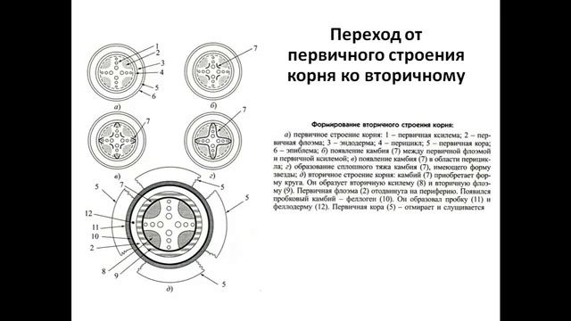 Морфология и анатомия растений. Корень смотреть онлайн