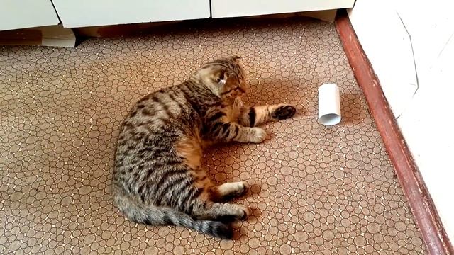 Кот Бася или как приручить котенка смотреть онлайн