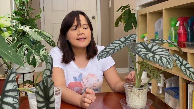 What to know about Import Plants смотреть онлайн