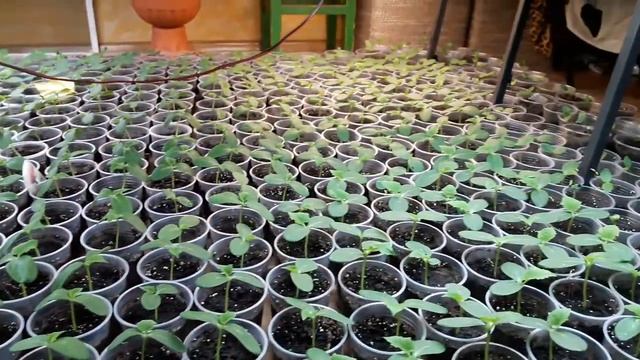 Рассада огурцов смотреть онлайн