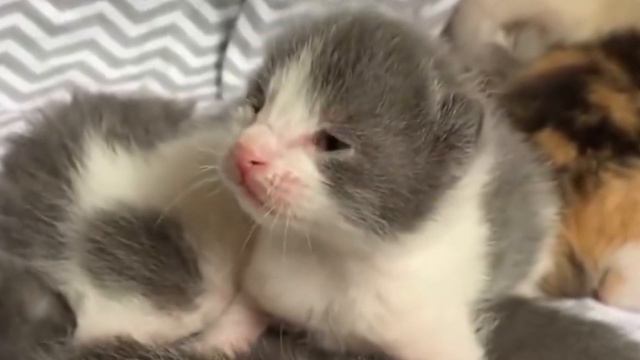 Cat is Off the Streets with Her 8 Kittens After Living Outside Her Whole Life смотреть онлайн