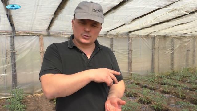 Поливаем высаженную рассаду ЭТИМ средством сейчас и летом она будет здоровой от гнилей! смотреть онлайн