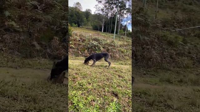 Greyhound that survived 1080 poisoning plays happily with friend смотреть онлайн