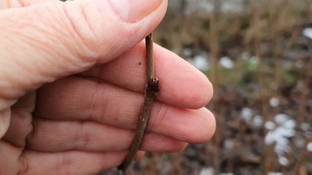 Фундук для средней полосы России.  Зимовка фундука и др  культур 2019 2020 гг.