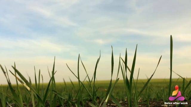 ☘️Природа.Голос травы смотреть онлайн