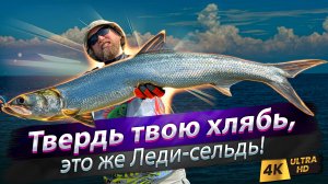 🇹🇼 Мощнейшие поклёвки океанской сельди. Рыбалка в океане.