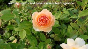 Grace English Rose Shrub, David Austin 2001. Awesome big flower.