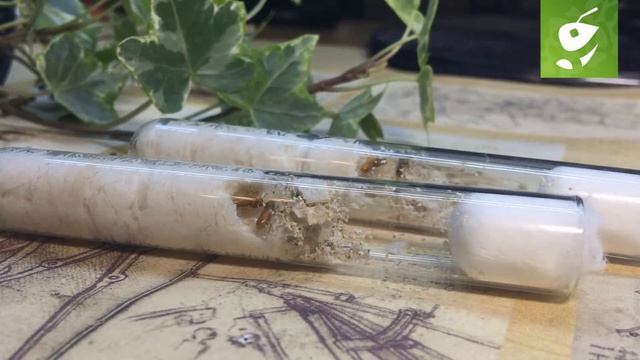 Возможно ли содержать термитов как домашних животных? Coptotermes formosanus - китайский термит. смотреть онлайн