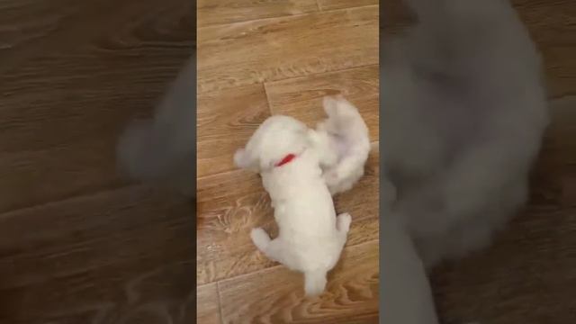 Малыши готовы к резерву ❣️му и папу .Вс ае окументов+ клеймо + прививки по возрасту 89601432330