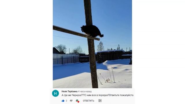 Черный кот Чернуха на дрессировке умные животные ? Black cat training smart animals смотреть онлайн