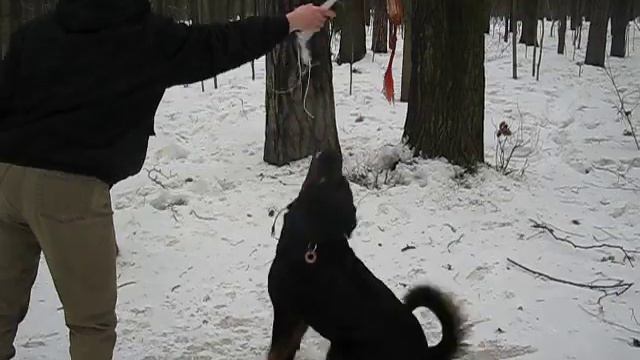 Ротвейлер Тася))) делится с Брюсом тарзанкой смотреть онлайн