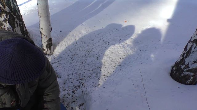 Зимняя прогулка на даче // Кормим птиц в этот солнечный день // Pavlik Show смотреть онлайн