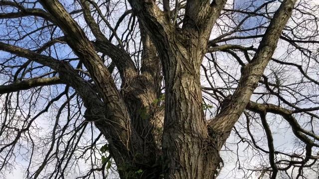Large-leaved Lime (Laciniata') - Entire Tree - December 2021