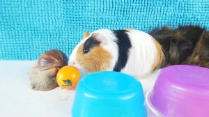 Свинка Бузя принимает Вызовы: Челленджи Размеров и Форм Еды! 🐷🍔🤣