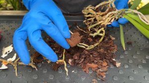 Реанимация комнатных растений » Мой подход к спасению цветов
Дзен гарден.