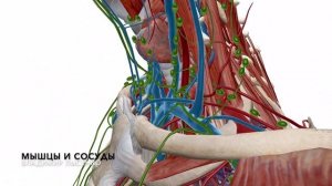 Сосуды шеи в 3D. Кровоток в голову. Артерии, вены и лимфатические сосуды шеи.