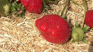 Дероял, клубника для вас или... Честный отзыв.