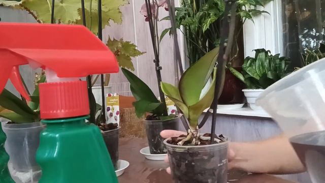 как помочь орхидее смотреть онлайн