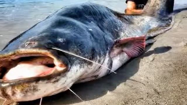 САМЫЙ КРУПНЫЙ ПОЙМАННЫЙ СОМ