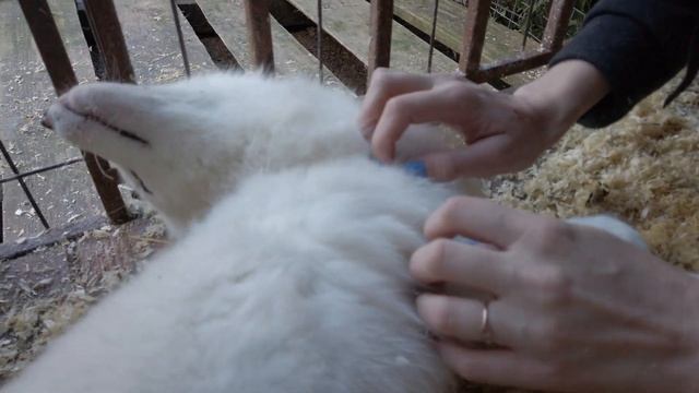 Песец радуется и просил что бы ее погладили. смотреть онлайн