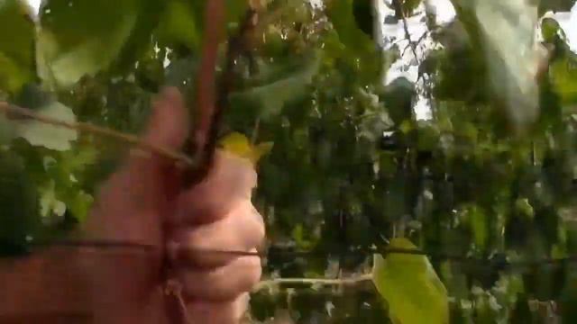 Признаки вызревшей лозы.