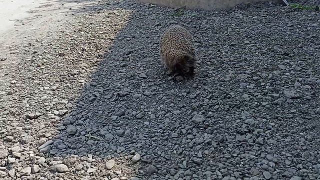 Южный ёж гуляет днём смотреть онлайн