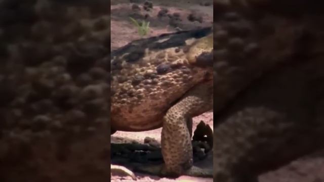 Жаба Ага_Toad Aha #shorts смотреть онлайн