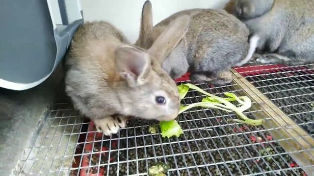 Миксоматоз у кроликов прививки и их последствия.