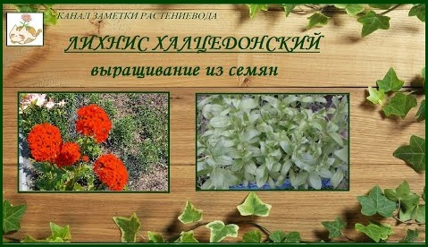 Лихнис халцедонский выращивание из семян, яркое и беспроблемное растение для сада смотреть онлайн