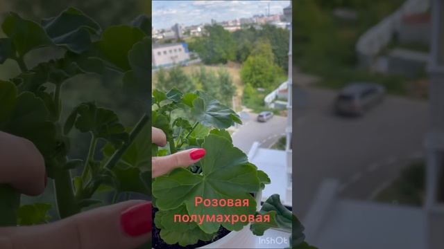 Обзор всех моих пеларгоний❤️ смотреть онлайн