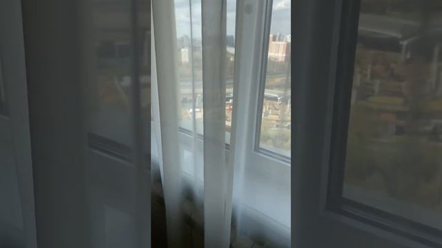 Как защитить шторы от кошек? #шторы #кошки #тюль