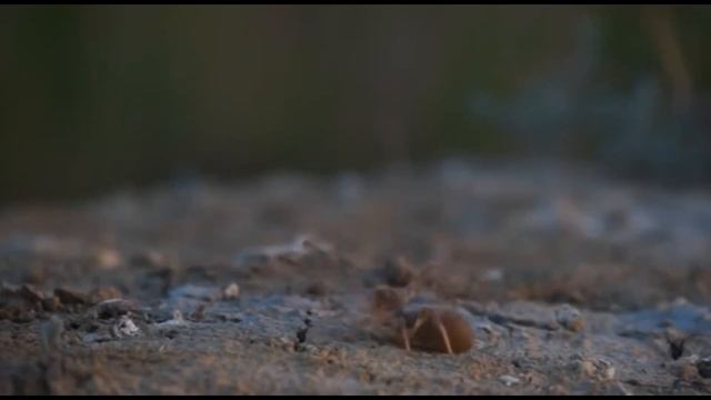 Горожане жалуются на большое количество пауков-фаланг которые пробираются в дома. смотреть онлайн