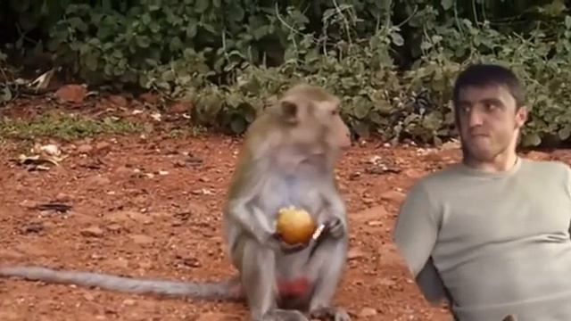 Дагестанцы кинули таксиста, Мурад кушать хочет смотреть онлайн