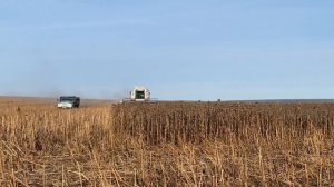 Уборка подсолнуха комбайном НОВА 340 самодельным жаткам