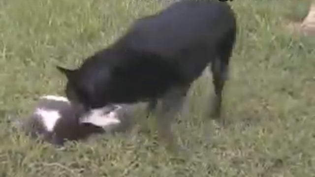 Scrappy Cat, Lucky Dog, Fight!!! смотреть онлайн
