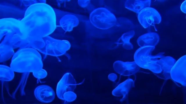 20 minutes of relaxing music under the sea breeze смотреть онлайн