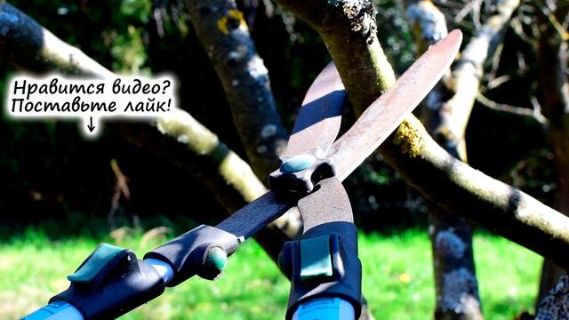 Когда обрезать деревья – осенью или весной? Не тратьте зря силы и время! смотреть онлайн