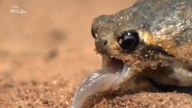 Южноафриканский узкорот Breviceps adspersus ведёт подземный образ жизни, смотреть онлайн