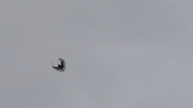 Голуби СВГ Сергиенко Д.С. 13.10.2021 смотреть онлайн