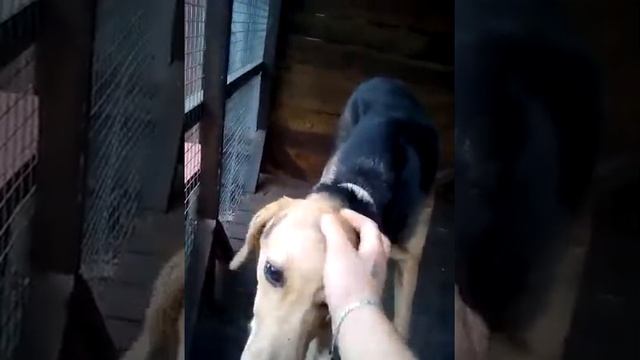 Будущий помощник Байкал .гончак .охотничья собака .щенок охотник смотреть онлайн