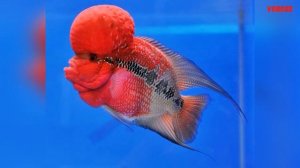 Флауэр Хорн в аквариуме Содержание Разведение Совместимость Флауэр Хорна с аквариумными рыбками