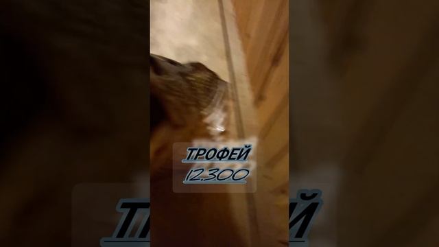 Чучело из головы трофейной 12.300 щуки#квд#щука смотреть онлайн