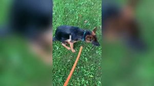 Как приучить щенка к туалету? Видео от владельца немецкой овчарки Сергея