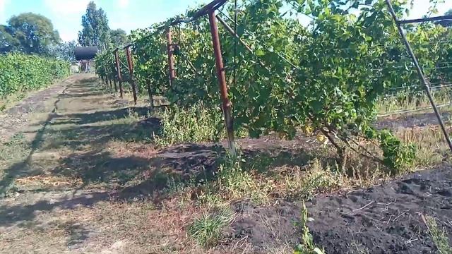 Виноград аркадия, преображение. Виноградник на 14 сентября 2020. смотреть онлайн