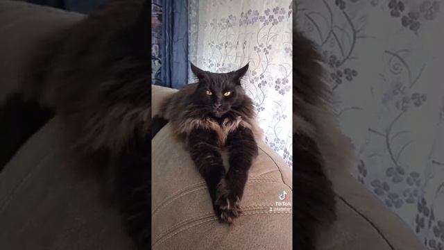 Зверюга мэйкун Бакс 4