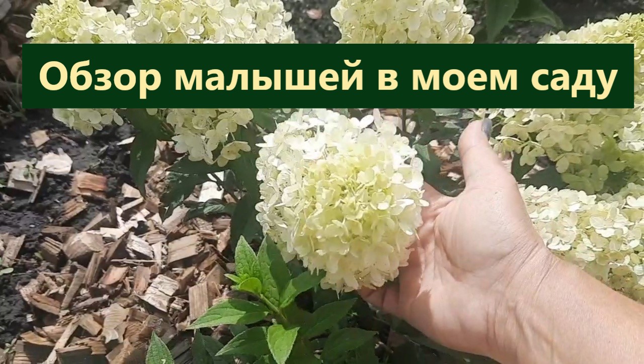 Гортензии /обзор новинок этого года. Как малыши растут и цветут. смотреть онлайн