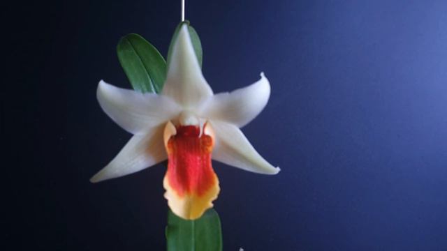 Den. Jiaho Delight